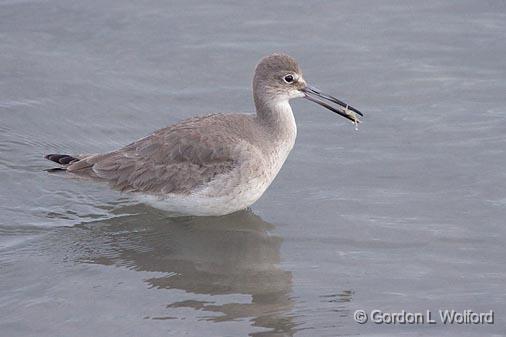 Willet With A Catch_40931.jpg - Willet (Tringa semipalmata)Photographed along the Gulf coast near Rockport, Texas, USA.